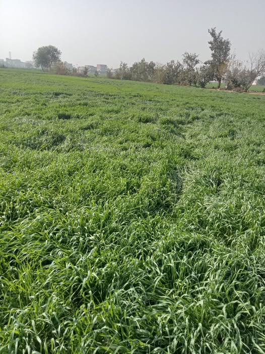 القمح عندي راقد بالشكل ده اعمل ايه نوعه اجاسيد